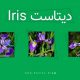 دانلود فایل های دیتاست (data set) آیریس (Iris)