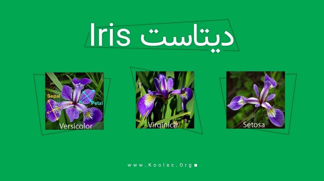 دانلود فایل های دیتاست (data set) آیریس (Iris)